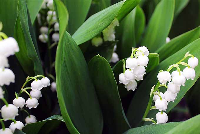 How To Take Care Of The Lily Of The Valley